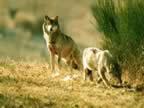 I lupi del Parco Faunistico (33kb)