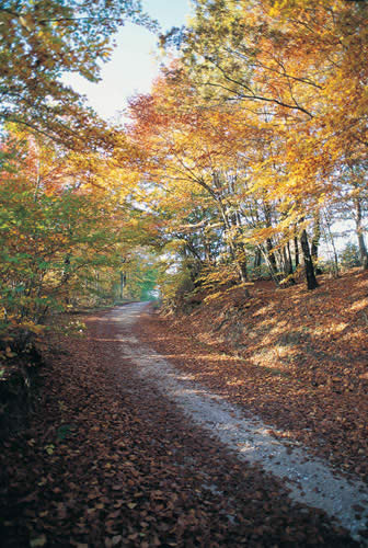 Una strada in autunno nei pressi delle Macinaie