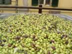 Olive  (55kb)