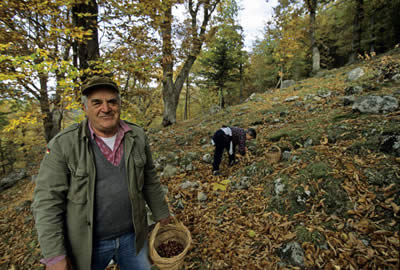 La raccolta delle Castagne