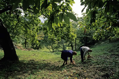 La raccolta delle Castagne