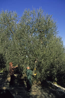 La raccolta delle olive