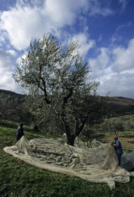 La raccolta delle olive, Montegiovi