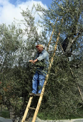 La raccolta delle olive a Montegiovi