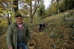 La raccolta delle Castagne (35kb)