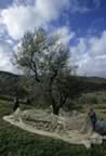 La raccolta delle olive, Montegiovi (22kb)