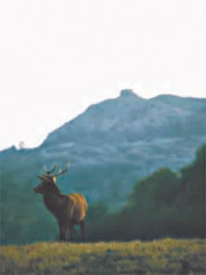 Cervo sullo sfondo del Monte Labbro