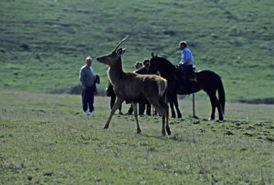 Cervi al parco faunistico