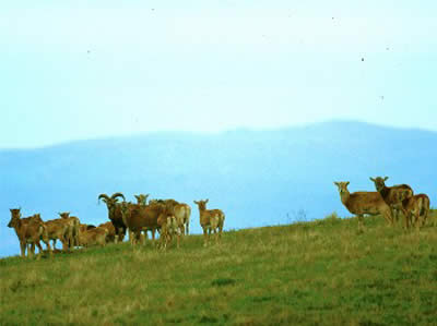 Mufloni al parco faunistico