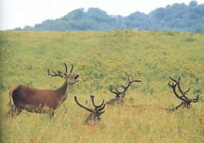 Cervi al Parco Faunistico