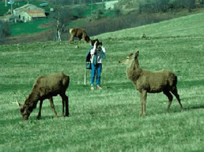 Cervi al Parco Faunistico