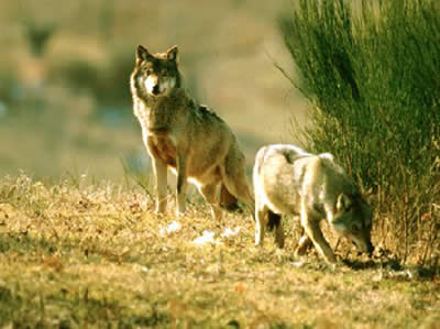 Lupi al parco faunistico