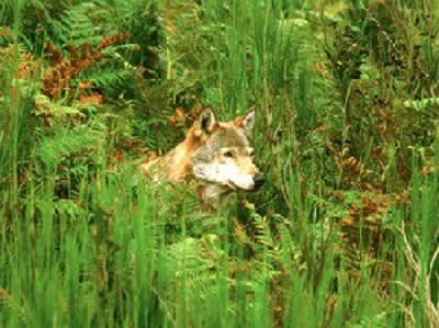 Lupo al parco Faunistico