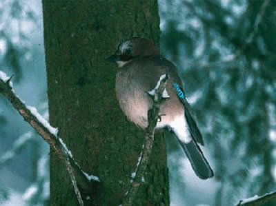 Passero