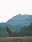 Cervo sullo sfondo del Monte Labbro (7kb)