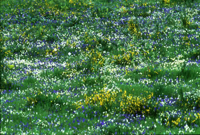 Prato fiorito in montagna a primavera