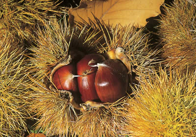 Marroni