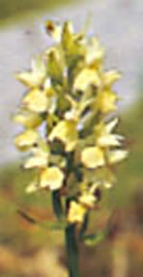 Orchidee spontanee