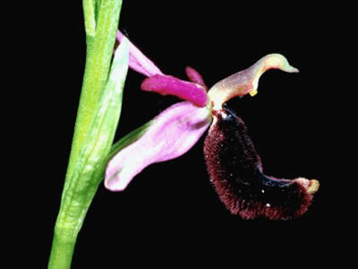 Orchidee spontanee