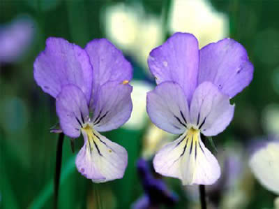 La viola etrusca