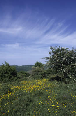 Campo in fiore sul versante di Seggiano