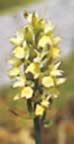 Orchidee spontanee (10kb)