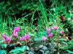 Viole (42kb)