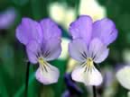 La viola etrusca (16kb)