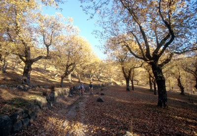 In bicicletta nel bosco