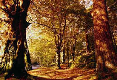 Strada autunnale a Piancastagnaio