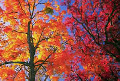 Lo splendore dell'autunno
