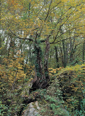 Il bosco alle spalle di Tre Case