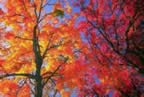 Lo splendore dell'autunno (40kb)