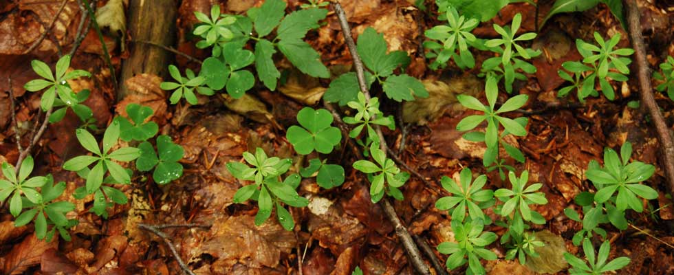 la birra di castagne del monte amiata