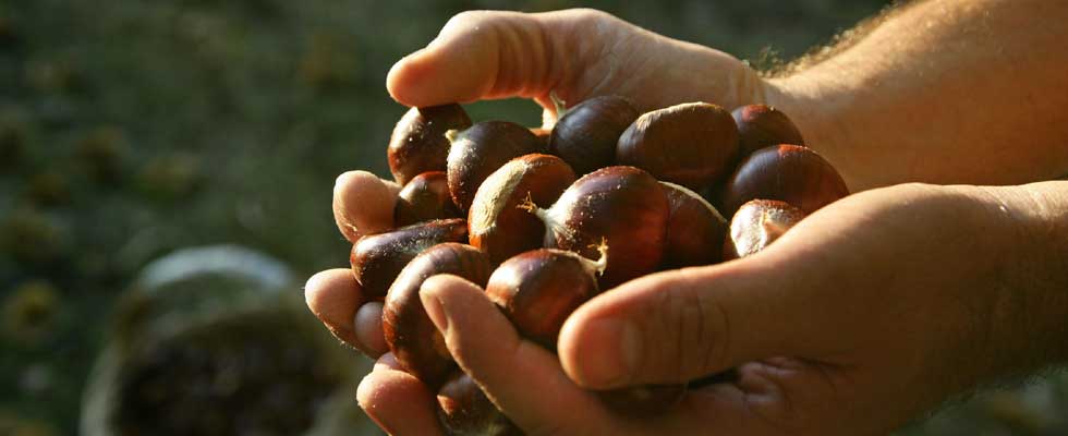 The Monte Amiata chestnut road