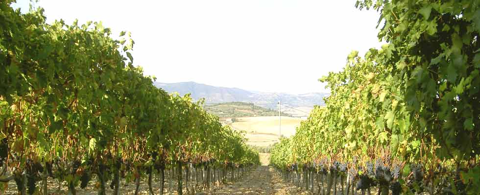 Monte Amiata tuscany wines