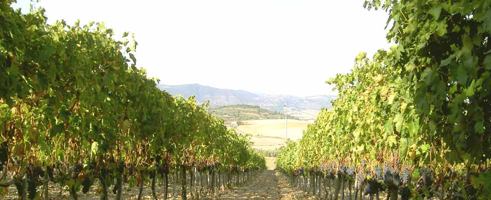 Le aree vitivinicole attorno al monte amiata