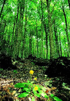 La faggeta nei pressi delle Macinaie