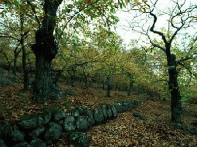 Il castagneto sopra le Piane