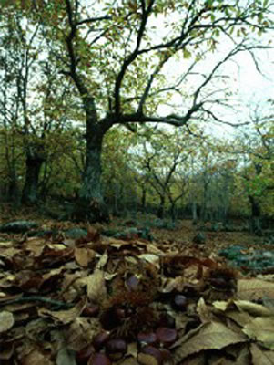 IL castagneto vicino a Castel del Piano
