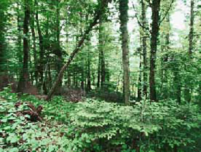 La faggeta al limitare del castagneto